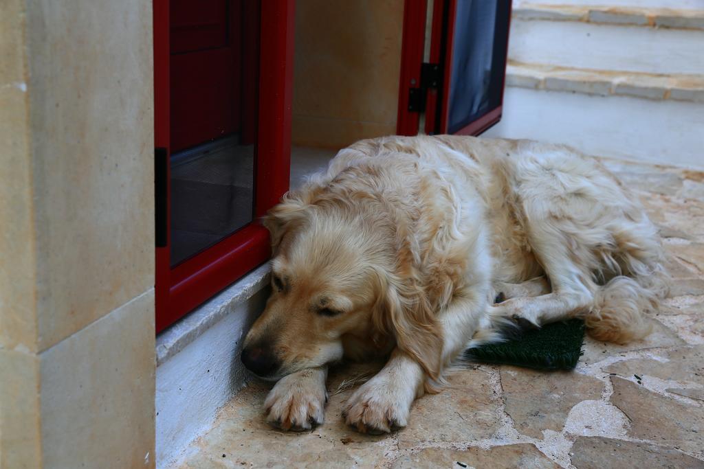 B&B Giovannarolla Green House Ostuni Bagian luar foto